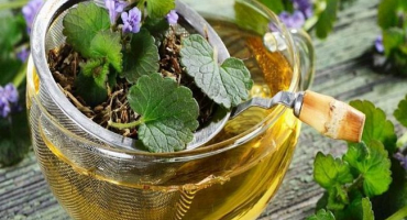 Jak se zbavit břečťanu budra na trávníku, co je nebezpečné a výhody plevele